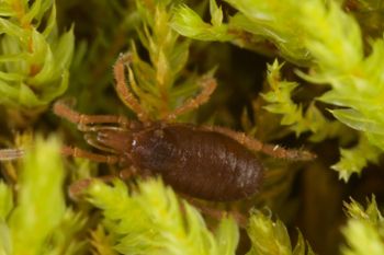 Media type: image;   Invertebrate Zoology 29554
